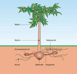 Amorphophallus Konjac Pflanze